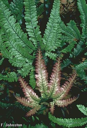 Adiantum
